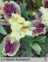 Iris hort. Well Suited