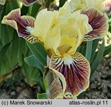 Iris hort. Well Suited