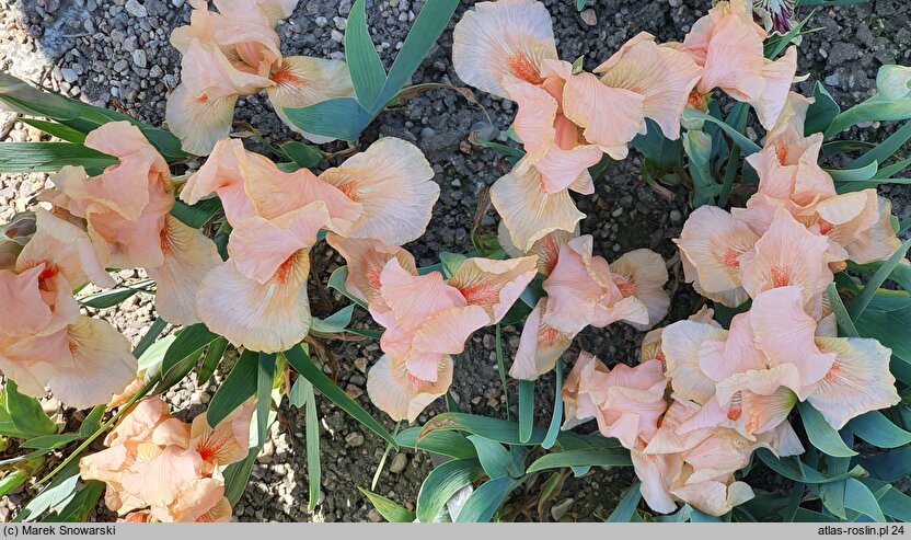 Iris hort. Hazels Pink