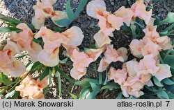 Iris hort. Hazels Pink