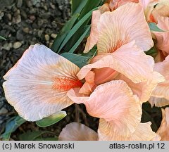 Iris hort. Hazels Pink