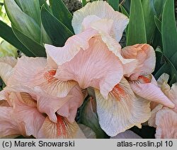 Iris hort. Hazels Pink