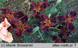 Iris hort. Snugglebug
