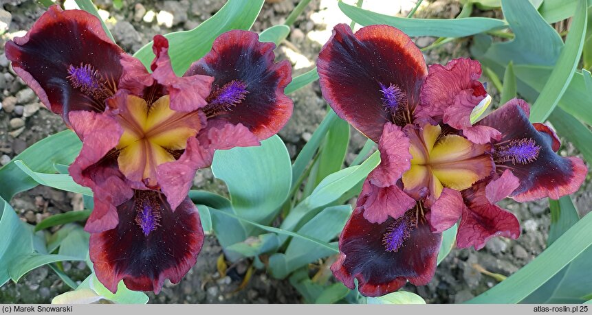 Iris hort. Snugglebug