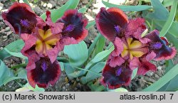 Iris hort. Snugglebug