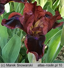 Iris hort. Snugglebug