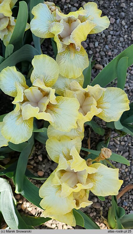 Iris hort. Bleached Blonde