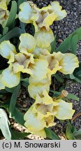Iris hort. Bleached Blonde