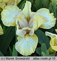 Iris hort. Bleached Blonde