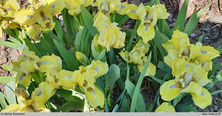Iris hort. Stockholm
