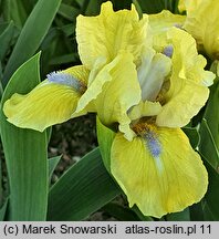 Iris hort. Stockholm