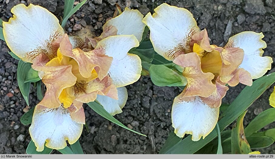 Iris hort. Hee Haw