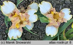 Iris hort. Hee Haw