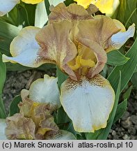 Iris hort. Hee Haw