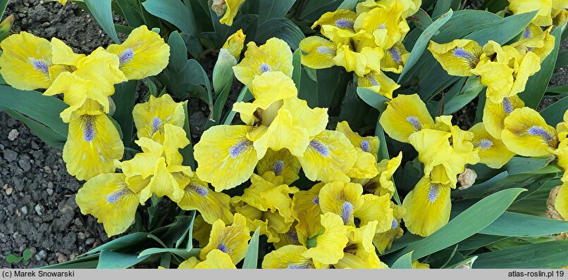 Iris hort. Galleon Gold