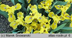 Iris hort. Galleon Gold