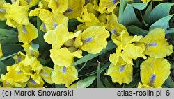 Iris hort. Galleon Gold