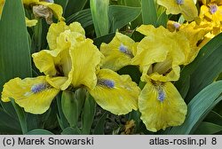 Iris Galleon Gold