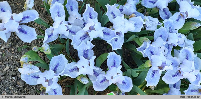 Iris hort. Bedford Lilac