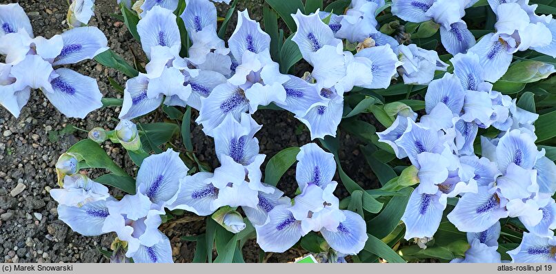 Iris Bedford Lilac