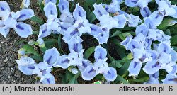Iris hort. Bedford Lilac