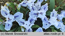 Iris hort. Bedford Lilac