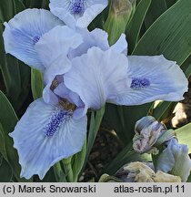 Iris hort. Bedford Lilac