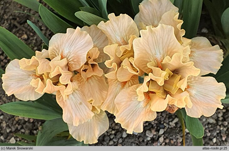 Iris hort. Ballet Lesson