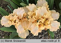 Iris hort. Ballet Lesson
