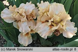 Iris hort. Ballet Lesson