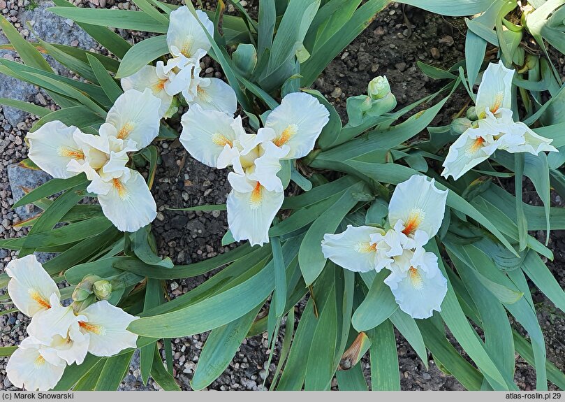 Iris hort. Queens Prize