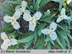 Iris hort. Queens Prize