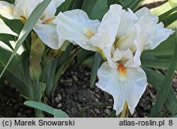 Iris hort. Queens Prize