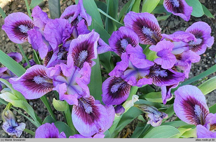 Iris hort. Yo-Yo