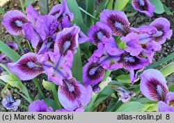Iris hort. Yo-Yo
