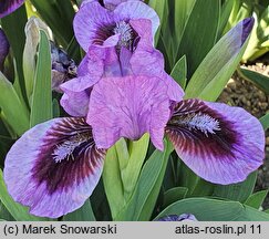 Iris hort. Yo-Yo