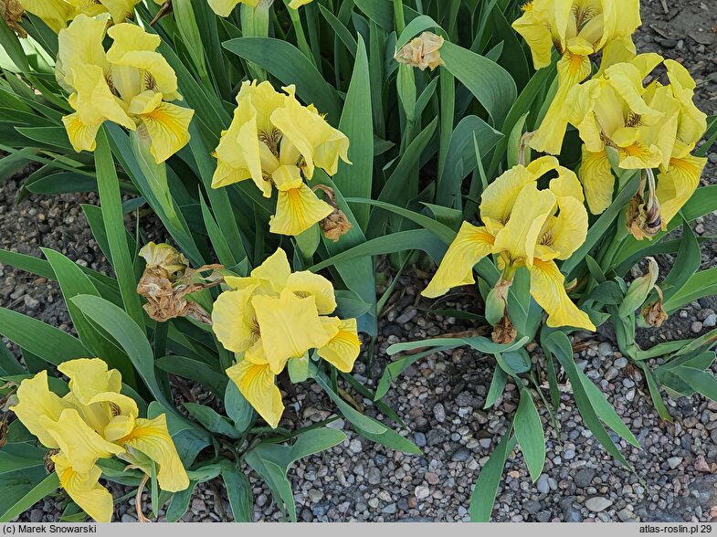 Iris hort. Lutea