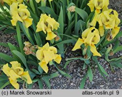 Iris hort. Lutea