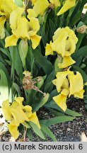 Iris hort. Lutea