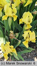 Iris Lutea