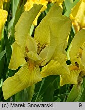 Iris Lutea