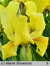 Iris hort. Lutea