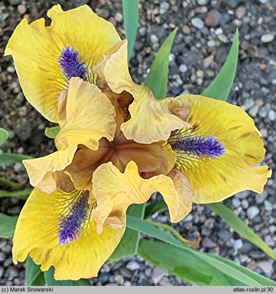 Iris hort. Alladins Flame
