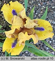 Iris hort. Alladins Flame