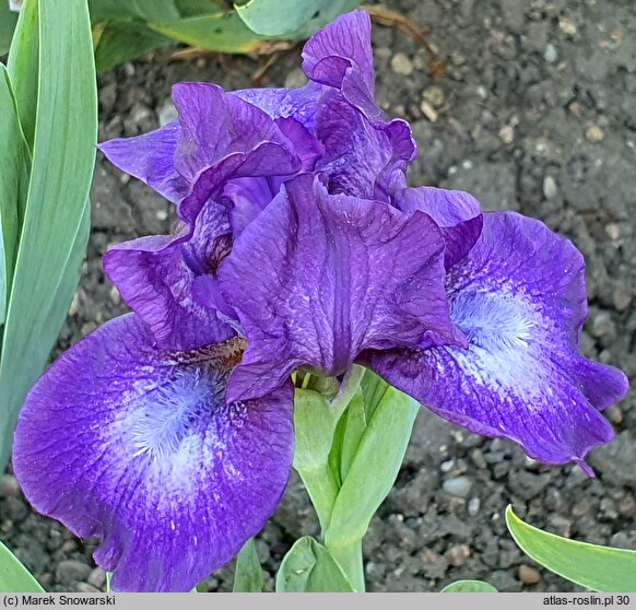 Iris hort. Midnight Mist