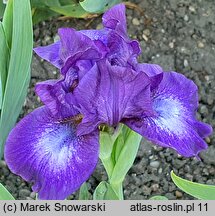Iris hort. Midnight Mist