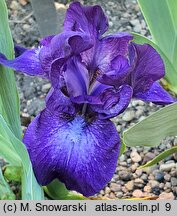 Iris hort. Midnight Mist