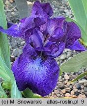 Iris Midnight Mist