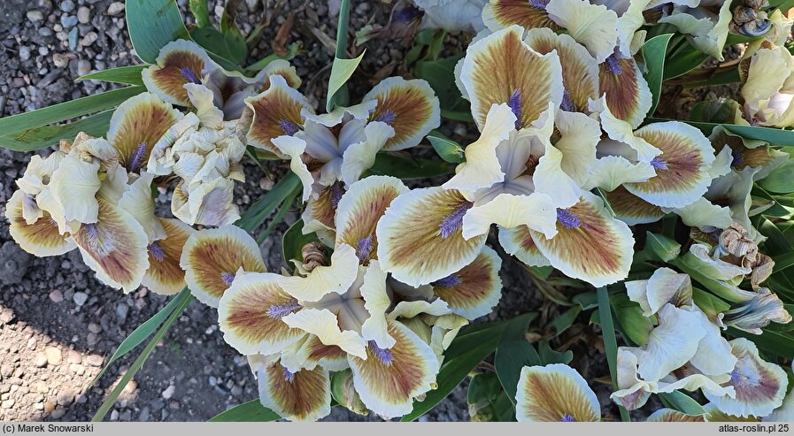 Iris hort. Derive