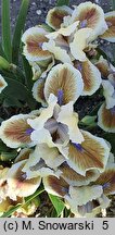 Iris hort. Derive